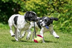 two spaniel puppies playing with toy in garden
