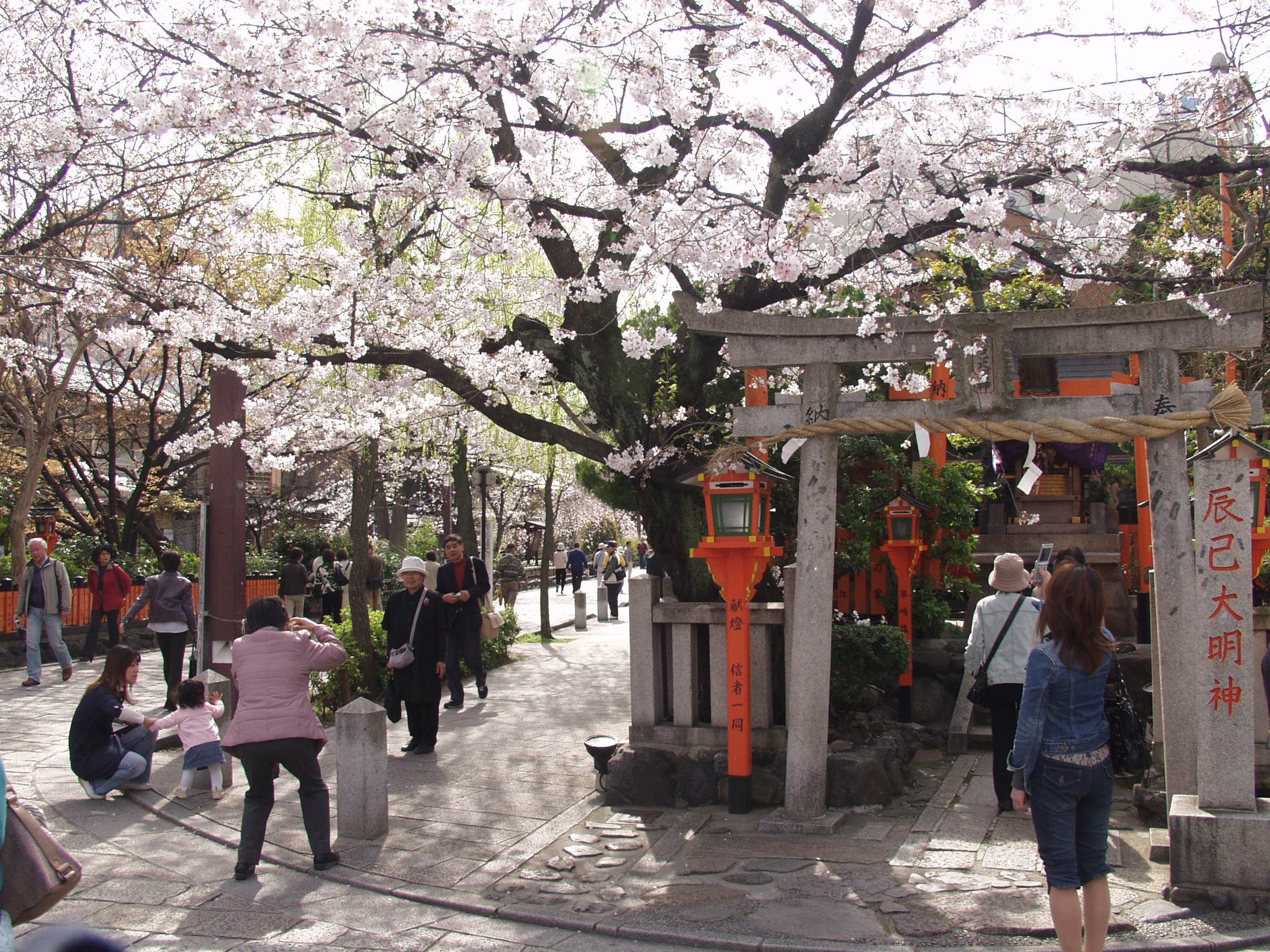 Sakura in Gion
